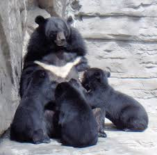 Cá thể gấu ngựa đực khi trưởng thành nặng khoảng 110 - 150 kg trong khi con cái nặng khoảng 65 - 90 kg. Gấu ngựa đã được đưa vào danh sách trong sách đỏ của IUCN (Hiệp hội bảo tồn thế giới) khi là loài dễ bị thương tổn trong số các động vật đang bị đe dọa.