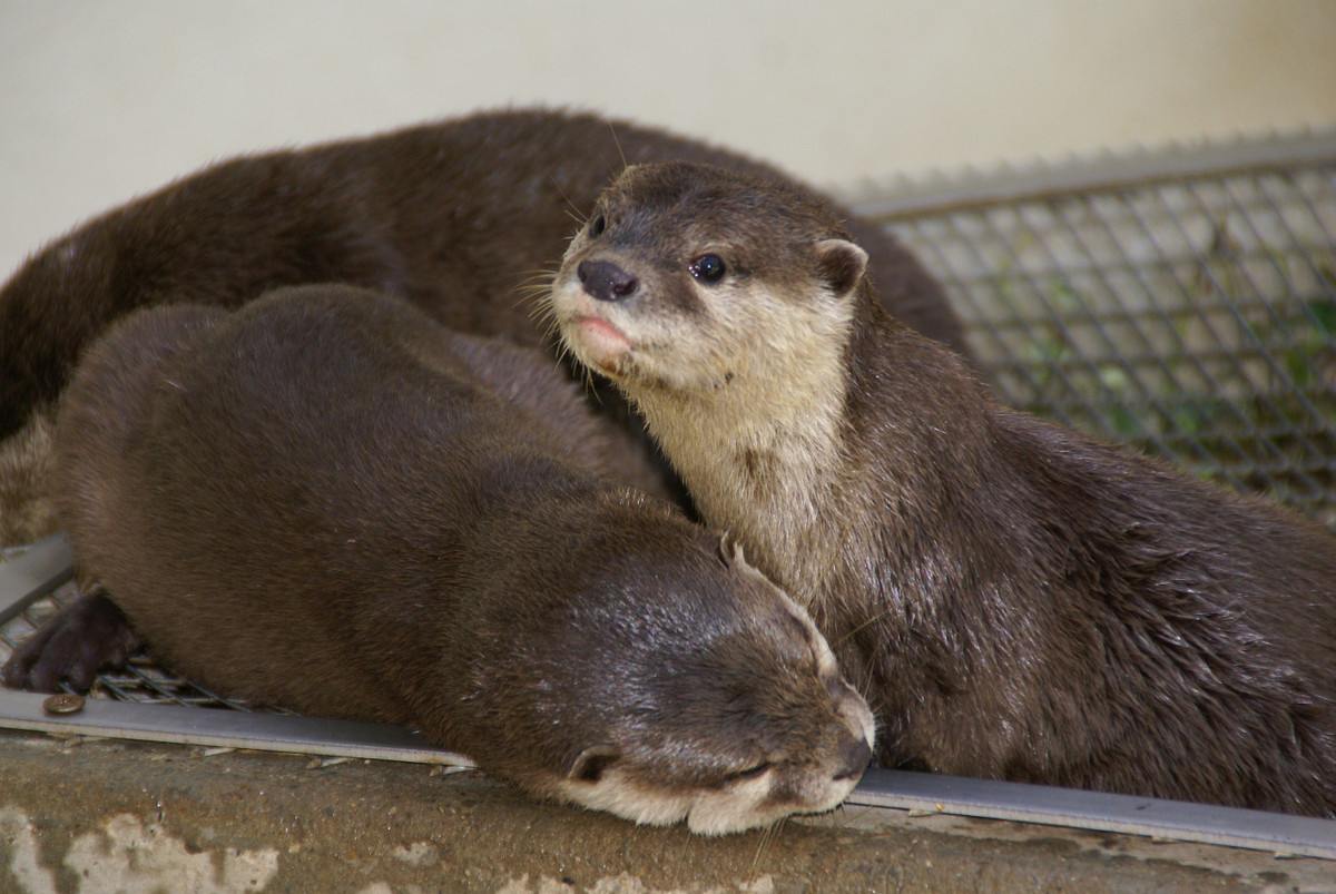 Rái cá vuốt bé có tên khoa học là Aonyx cinereus là loài rái cá nhỏ nhất thế giới. Khi trưởng thành, chúng nặng khoảng 4,5 kg và chiều dài cơ thể khoảng 61 cm.