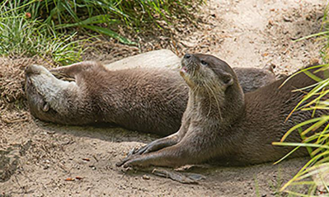 5 cá thể động vật hoang dã được ông Nguyễn Hữu Tuấn giao nộp gồm: 1 cá thể gấu chó nặng 30 kg, 1 cá thể gấu ngựa nặng 70 kg, 2 cá thể rái cá vuốt bé có trọng lượng 5 kg và 1 cá thể voọc bạc nặng 1 kg.