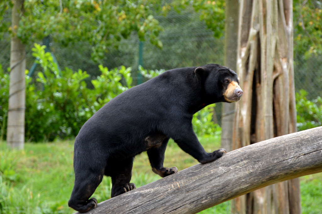 Gấu chó phân bố chủ yếu ở rừng mưa nhiệt đới khu vực Đông Nam Á. Chúng được phát hiện ở một số nước như: Bangladesh, Brunei, Campuchia, Ấn Độ, Indonesia, Lào, Myanmar, Malaysia, Thái Lan và Việt Nam. Theo sách Đỏ của IUCN về các loài bị đe dọa, số lượng gấu chó giảm hơn 30% trong 30 năm qua.