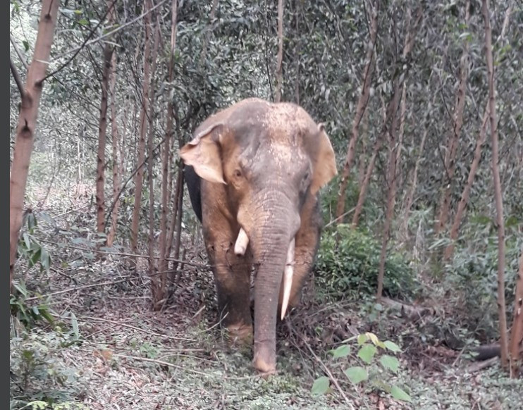 Từ tháng 6 - 7/2020, một đàn voi rừng từ 7 - 8 con thường xuyên xuất hiện tại nương rẫy của người dân ở xã Thanh Sơn, huyện Định Quán, Đồng Nai. Ảnh: Kiểm lâm đồng nai cung cấp.