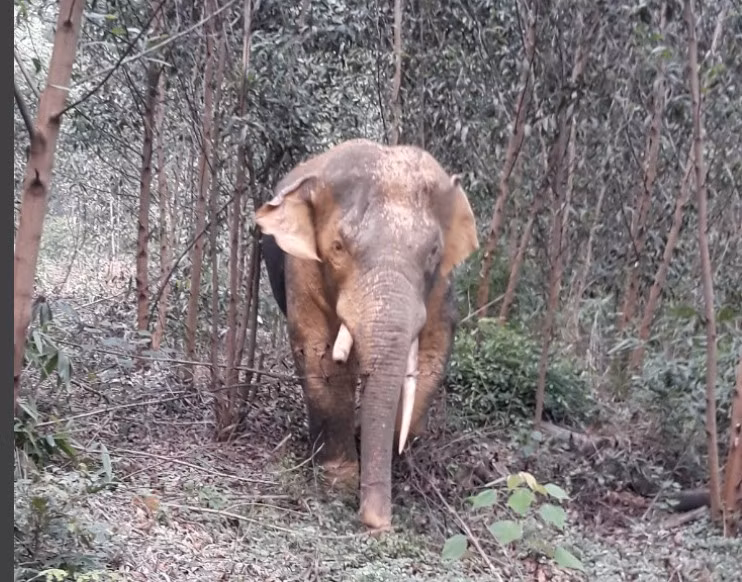 Từ tháng 6 - 7/2020, một đàn voi rừng từ 7 - 8 con thường xuyên xuất hiện tại nương rẫy của người dân ở xã Thanh Sơn, huyện Định Quán, Đồng Nai. Ảnh: Kiểm lâm đồng nai cung cấp.