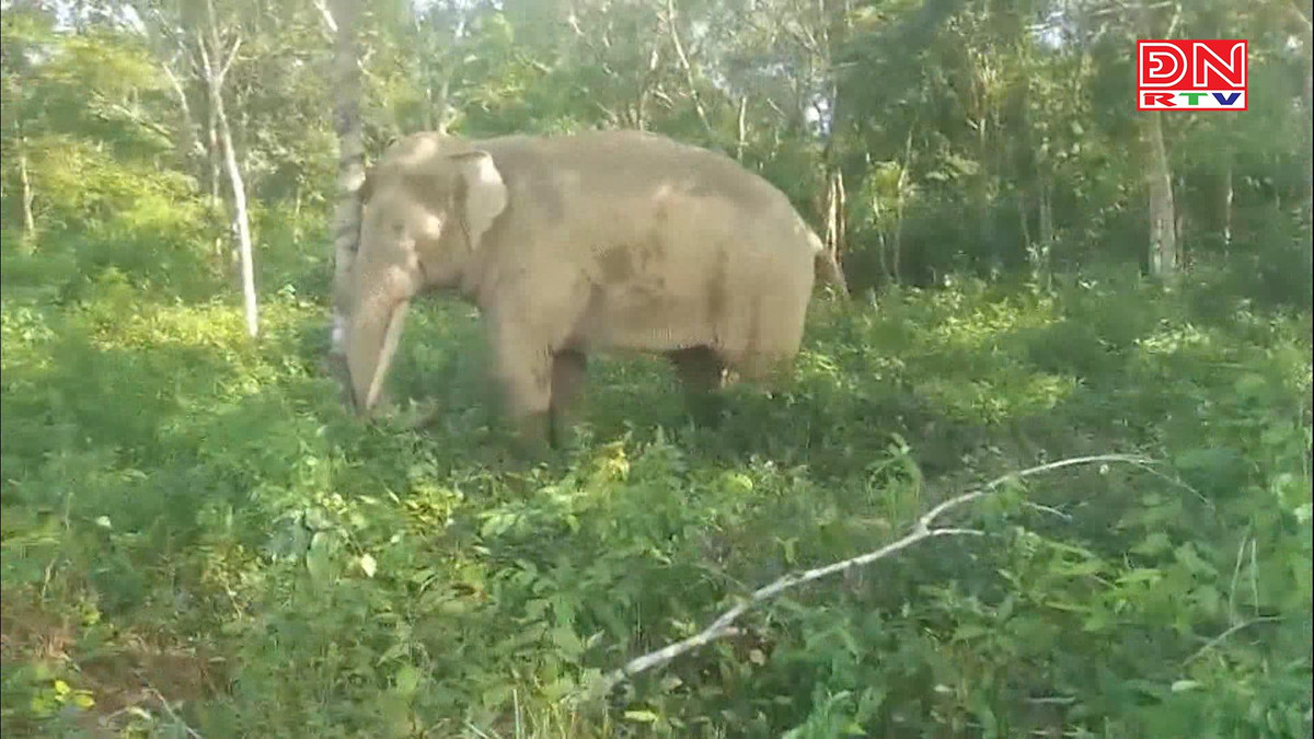 Đây không phải là lần đầu tiên voi rừng xuất hiện tại nơi sinh sống của người dân. Trước đó, vào tháng 5/2022, ông Nguyễn Văn Viên (ngụ xã Thanh Sơn, huyện Định Quán. tỉnh Đồng Nai) thông tin về việc đàn voi rừng xuất hiện đã khiến gần 100 cây xoài gần đến ngày thu hoạch của người dân bị phá hại. Thiệt hại ước tính gần 100 triệu đồng. Ảnh: Đài PT-TH Đồng Nai.