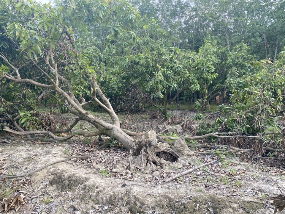 Theo người dân địa phương, đàn voi trên từ rừng tràn về để tìm thức ăn. Chúng phá hoại nhiều loại cây trái chuẩn bị đến kỳ thu hoạch. Ảnh: Hà Anh Chiến/Lao động.