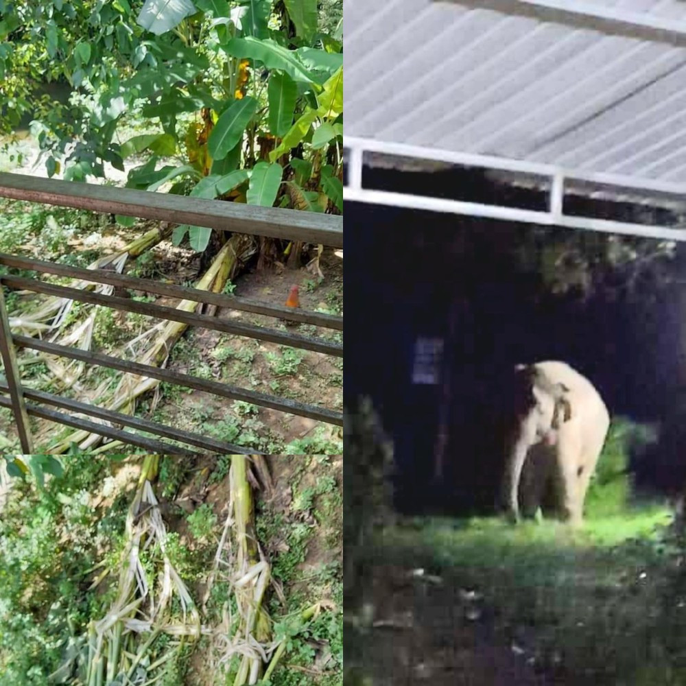 Theo lời kể của người dân, con voi tìm kiếm thức ăn một lúc rồi quay trở lại rừng. Liên quan đến sự việc này, ông Trần Xuân Cường, Giám đốc Vườn Quốc gia (VQG) Pù Mát thông tin cá thể voi trên là con vật sống ở khu vực rừng quốc gia ở xã Lục Dạ, gần thác khe Kèm (huyện Con Cuông). Ảnh: Người dân cung cấp.