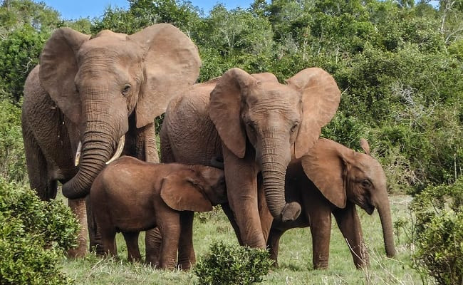 Người dân đã dùng nhiều biện pháp xua đuổi nhưng voi không sợ. Sợ sẽ bị voi tấn công, một số người dân không dám lên rẫy hoặc có hành động khiêu khích đàn voi. Ảnh minh họa.