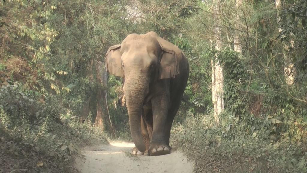 Ông Trần Xuân Cường cho biết thêm con voi này khá dạn, không sợ người nhưng rất hiền lành, chưa bao giờ tấn công người. Bên trong khu vực VQG Pù Mát có 13 cá thể voi rừng sinh sống, phân bố rải rác ở các huyện khác nhau. Ảnh minh họa.