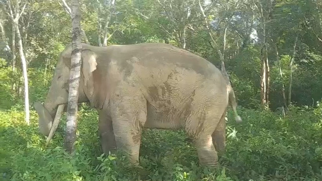 Theo ông Nguyễn Văn Viên, đàn voi gồm khoảng 5 - 6 cá thể còn vào nhà dân lục lọi đồ ăn. Sau khi nhận tin báo của người dân, UBND xã Thanh Sơn đã cử đội phản ứng nhanh của xã và ấp xuống cùng bà con xua đuổi voi vào rừng. Ảnh: VTV.