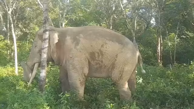 Theo ông Nguyễn Văn Viên, đàn voi gồm khoảng 5 - 6 cá thể còn vào nhà dân lục lọi đồ ăn. Sau khi nhận tin báo của người dân, UBND xã Thanh Sơn đã cử đội phản ứng nhanh của xã và ấp xuống cùng bà con xua đuổi voi vào rừng. Ảnh: VTV.