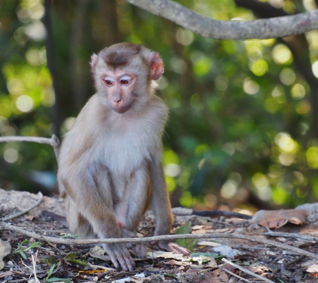 Khỉ đuôi lợn (tên khoa học Macaca leonina) thuộc nhóm IIB, danh mục động vật rừng nguy cấp, quý hiếm, có nguy cơ tuyệt chủng, cần ưu tiên bảo tồn.