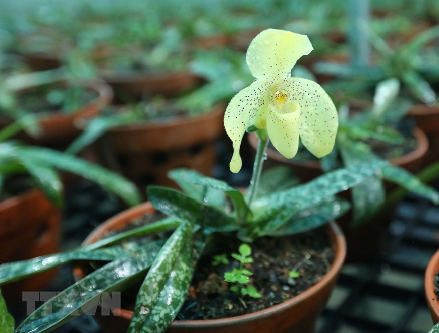 Từ tháng 12/2021, Sở Khoa học - Công nghệ Hải Phòng và Vườn Quốc gia Cát Bà thực hiện đề tài nghiên cứu đánh giá thực trạng, nhân giống và trồng thử nghiệm lan hài đốm quý hiếm. Mục đích của đề tài là nhằm bảo tồn và phát triển loài lan hài đốm. Ảnh: Hoàng Hiếu/TTXVN.