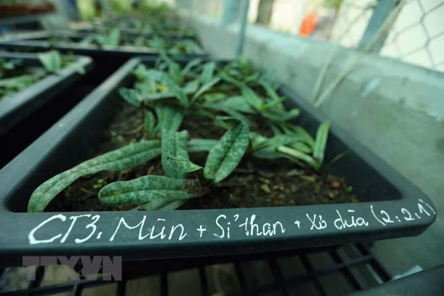 Lá của loài lan này có hình dáng thuôn tù, trải rộng ra hai bên, màu xanh bóng có đốm màu xanh đậm ở mặt trên, mặt dưới màu hung đỏ, dài khoảng 10 - 18 cm, rộng khoảng 4 - 5 cm. Ảnh: Hoàng Hiếu/TTXVN.