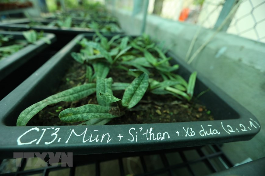 Lá của loài lan này có hình dáng thuôn tù, trải rộng ra hai bên, màu xanh bóng có đốm màu xanh đậm ở mặt trên, mặt dưới màu hung đỏ, dài khoảng 10 - 18 cm, rộng khoảng 4 - 5 cm. Ảnh: Hoàng Hiếu/TTXVN.