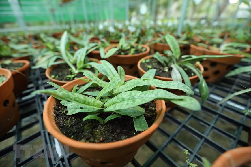 Hai cánh tràng hơi chúc xuống, cánh môi dạng túi dài khoảng 4 cm, hơi nhọn ở gốc, mép cuộn vào trong. Ảnh: Hoàng Hiếu/TTXVN.