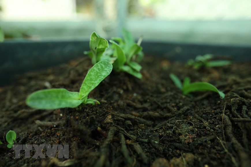 Kích thước hoa lan hài đốm khá nhỏ nhưng màu sắc sặc sỡ, lạ mắt và có hương thơm nhẹ nhàng. Ảnh: Hoàng Hiếu/TTXVN.