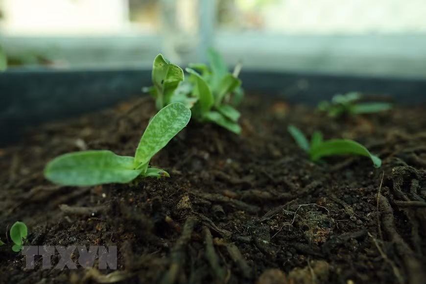 Kích thước hoa lan hài đốm khá nhỏ nhưng màu sắc sặc sỡ, lạ mắt và có hương thơm nhẹ nhàng. Ảnh: Hoàng Hiếu/TTXVN.