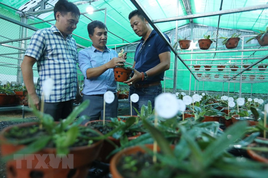 Đây là loài đặc hữu của Việt Nam. Lan hài đốm phân bố chủ yếu ở một số địa phương: Lào Cai, Yên Bái, Bắc Kạn, Quảng Ninh, Vĩnh Phúc, Lâm Đồng, Hải Phòng… Ảnh: Hoàng Hiếu/TTXVN.