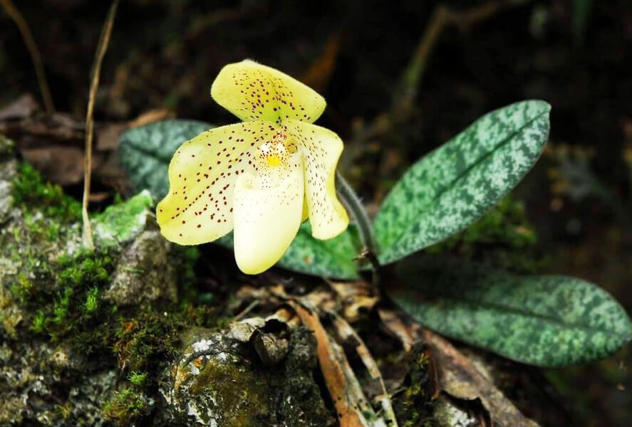 Lan hài đốm (Paphiopedilum concolor Pfitzer) còn được gọi với tên gọi khác là lan hài gấm, vạn điểm hài. Ảnh: Hpstic.vn.