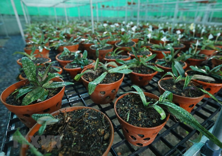 Lan hài đốm là loài lan đất, thân rất ngắn (gần như không có thân). Ảnh: Hoàng Hiếu/TTXVN.