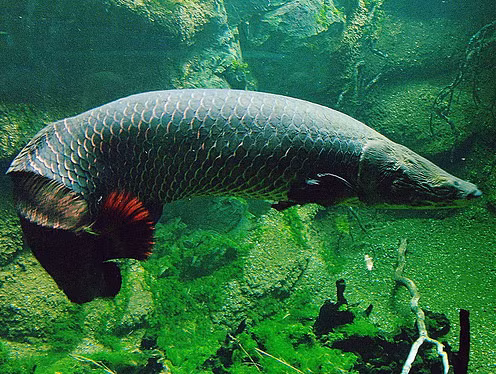 Theo Tổng cục Thủy sản, cá hải tượng long có tên khoa học là Arapaima gigas. Đây là sinh vật ngoại lai nhập khẩu từ Nam Mỹ. Khi trưởng thành, mỗi cá thể có thể đạt chiều dài tới 3m, nặng đến 200 kg.