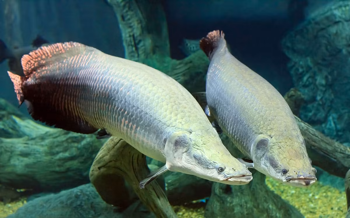 Việc mua bán cá hải tượng long giữa các quốc gia cần có giấy phép xuất khẩu do cơ quan quản lý CITES nước xuất khẩu cấp.