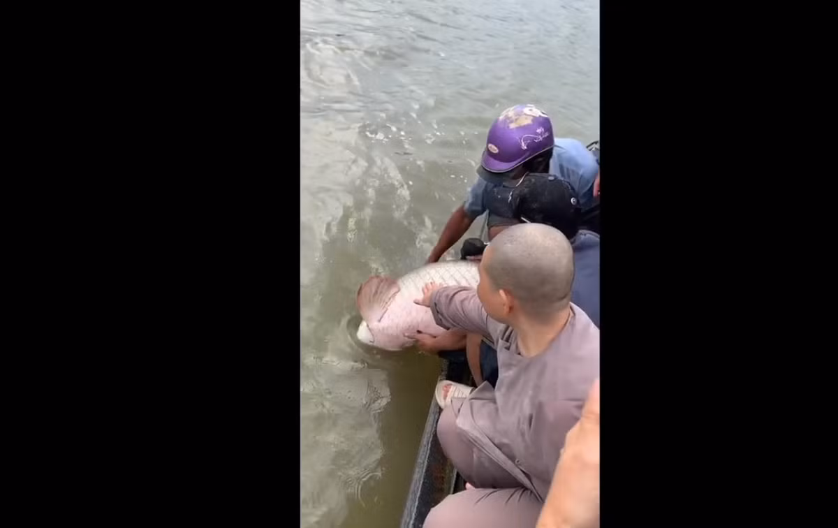 Thậm chí, một vài người nhận định phóng sinh cá hải tượng long trong dịp Rằm tháng Bảy vô tình trở thành hành động sát sinh khi loài cá này đe dọa tới sự sống của nhiều loài cá khác trong tự nhiên.