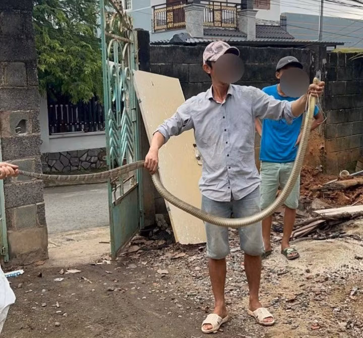 Màu sắc của rắn hổ mang chúa có thể rất khác nhau giữa các khu vực. Chúng sống ở nhiều môi trường sống khác nhau bao gồm: rừng, bụi tre, đầm lầy ngập mặn, đồng cỏ cao và sông. Ảnh: Lao động.