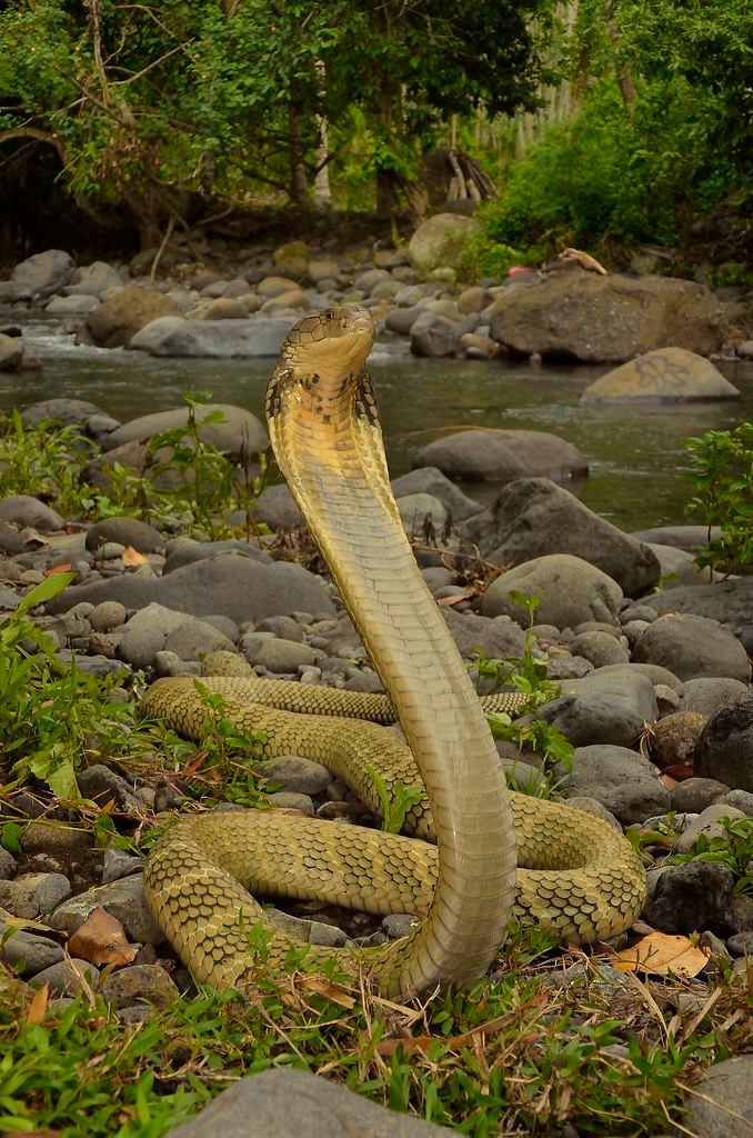 Sau một bữa ăn lớn, rắn hổ mang chúa có thể sống trong nhiều tháng mà không cần ăn thêm thứ gì vì tốc độ trao đổi chất chậm. Khi thức ăn khan hiếm, rắn hổ mang chúa sẽ ăn các động vật có xương sống nhỏ khác như chim và thằn lằn. Ảnh: Flickr.