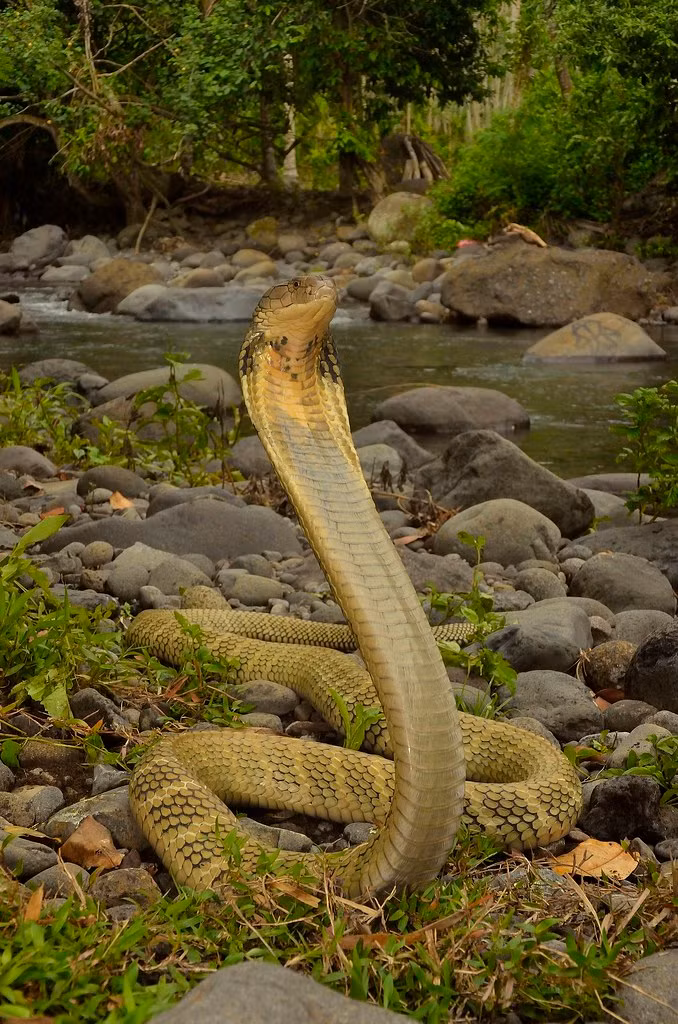 Sau một bữa ăn lớn, rắn hổ mang chúa có thể sống trong nhiều tháng mà không cần ăn thêm thứ gì vì tốc độ trao đổi chất chậm. Khi thức ăn khan hiếm, rắn hổ mang chúa sẽ ăn các động vật có xương sống nhỏ khác như chim và thằn lằn. Ảnh: Flickr.