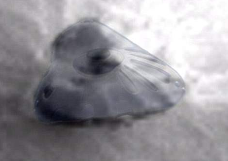 Thậm chí, kênh YouTube UFOvni2012 phân tích hình ảnh chụp tại Medusae Fossae được NASA công bố và cho rằng có thể nhìn thấy hình dáng một UFO rộng 190m, tiếp cận bề mặt sao Hỏa ở góc thấp và ăn vào nền đất.