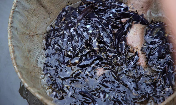Loài cá nước ngọt này có đặc tính ăn đêm. Khi trưởng thành, trọng lượng cá chốt chuột khoảng 30 - 40 con/kg. Ảnh: Vietnamnet.