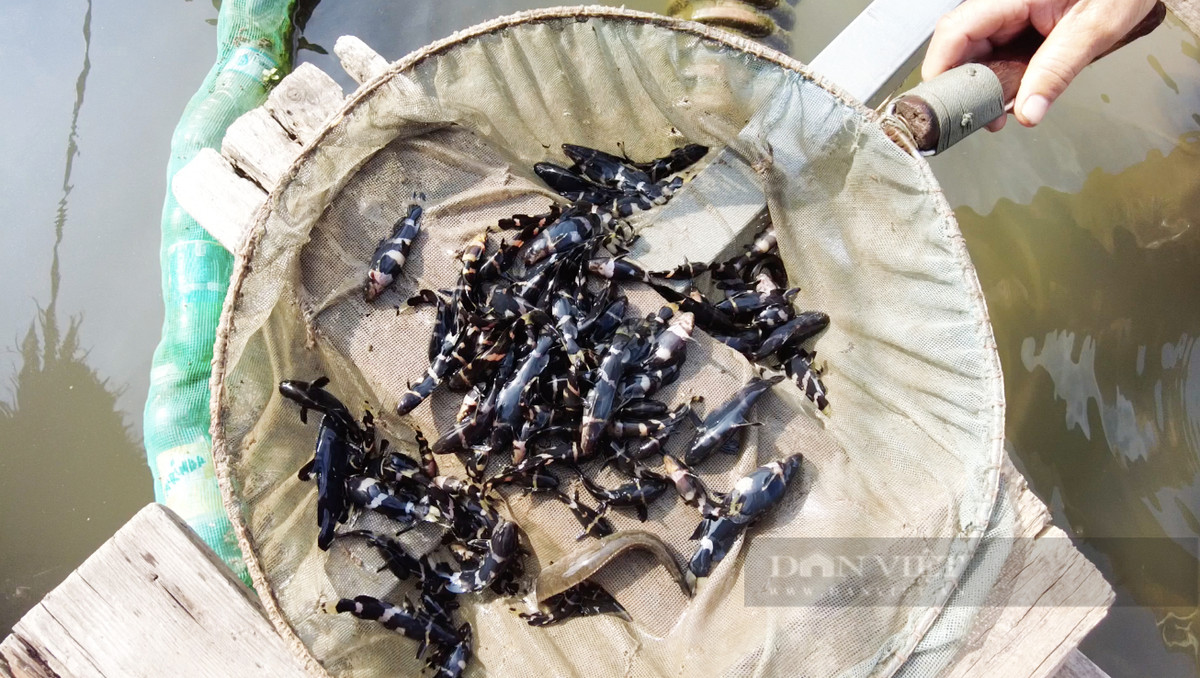 Cá chốt chuột phân bố nhiều trên dòng sông Mê Kông. Thế nhưng, hiện nay, số lượng loài cá này trong môi trường tự nhiên còn rất ít. Ảnh: Dân Việt.