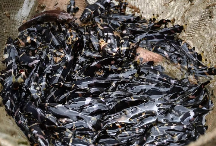 Người dân ở một số tỉnh thành nuôi cá chốt chuột trong bè trên sông hoặc nuôi ở nơi nào có nước chảy. Ảnh: Vietnamnet.