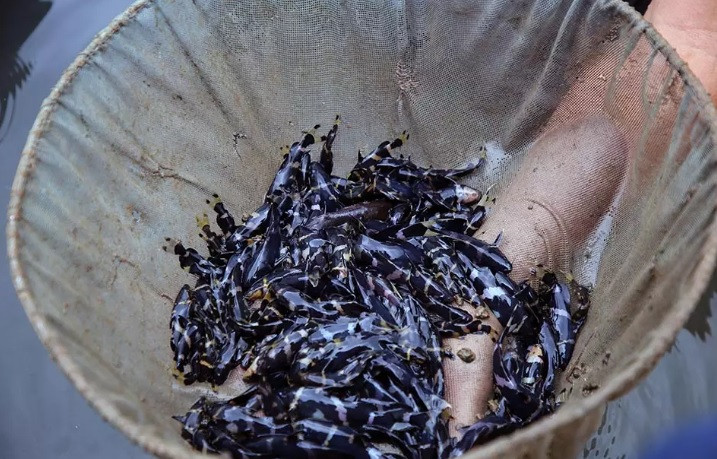 Thịt cá chốt chuột có màu vàng óng hoặc trắng, có vị thơm ngon. Giá cá chốt chuột thịt khoảng 400.000 đồng/kg. Ảnh: Vietnamnet.