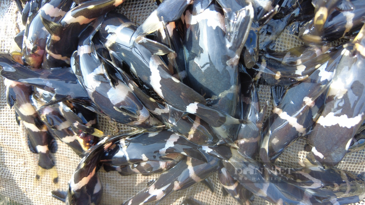 Theo các chuyên gia, cá chốt chuột có kích thước khá nhỏ, tương đương đầu ngón chân cái của người lớn. Ảnh: Dân Việt.