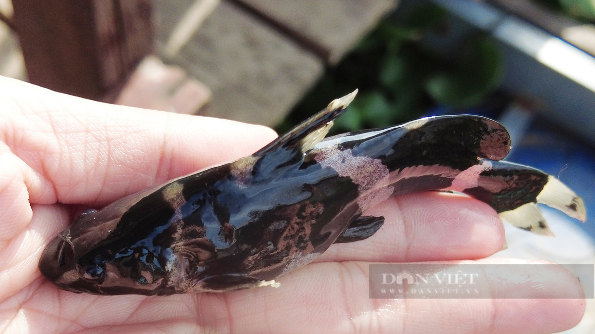 Loài cá chốt chuột có hình dáng gần giống cá chốt trâu, chốt giấy… Tuy nhiên, cá chốt chuột có đặc điểm nổi bật là da có sọc bông vàng nâu bóng láng. Ảnh: Dân Việt.