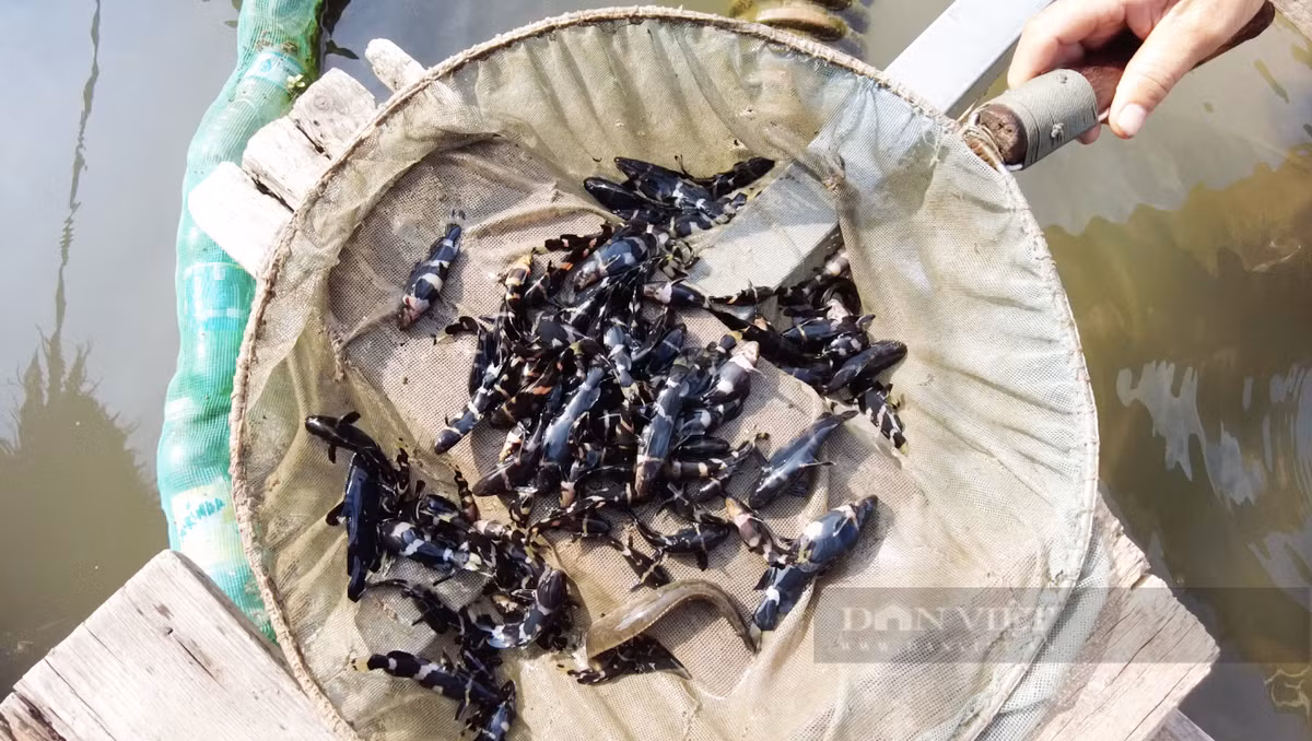 Cá chốt chuột phân bố nhiều trên dòng sông Mê Kông. Thế nhưng, hiện nay, số lượng loài cá này trong môi trường tự nhiên còn rất ít. Ảnh: Dân Việt.