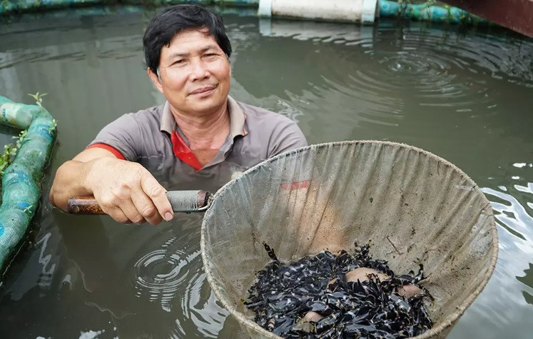 Hình dáng, màu sắc đẹp mắt của cá chốt chuột được nhiều người chơi cá cảnh săn lùng và tìm mua với giá từ 10.000 - 15.000 đồng/con. Ảnh: Vietnamnet.