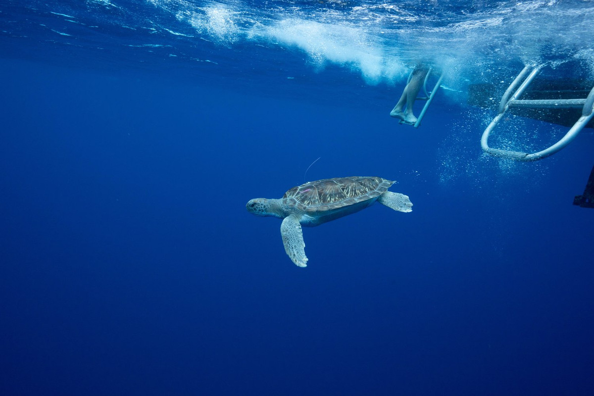 Ngoài ra, rác thải từ plastic chính là mối đe dọa, khiến môi trường biển bị ô nhiễm và gây tổn hại nghiêm trọng đến sự sinh tồn của loài rùa biển.