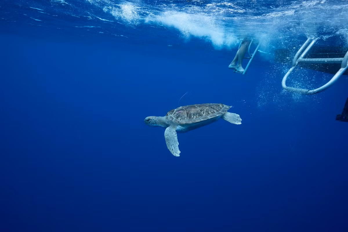 Ngoài ra, rác thải từ plastic chính là mối đe dọa, khiến môi trường biển bị ô nhiễm và gây tổn hại nghiêm trọng đến sự sinh tồn của loài rùa biển.