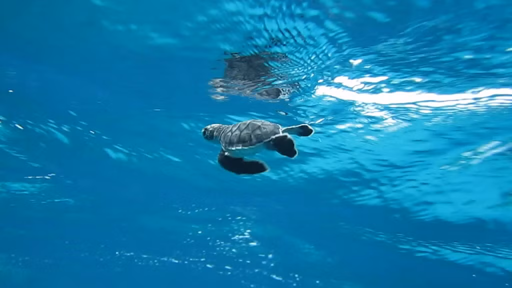 Trong môi trường tự nhiên, rùa biển bị đe dọa, suy giảm về số lượng bởi một số động vật ăn thịt như: cá mập, gấu, báo, cáo, các loài chim biển...