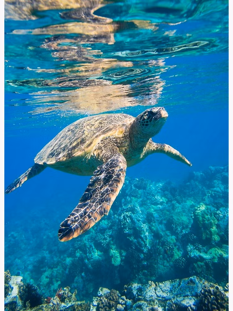 Tại Việt Nam, rùa biển có nguy cơ tuyệt chủng cao và cần được bảo vệ nghiêm ngặt.