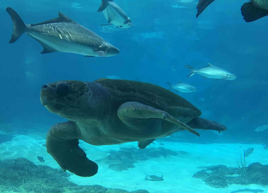 Rùa biển thường đẻ khoảng 100 trứng mỗi lần. Thế nhưng, tỷ lệ rùa biển sống sót đến tuổi trưởng thành là rất thấp.