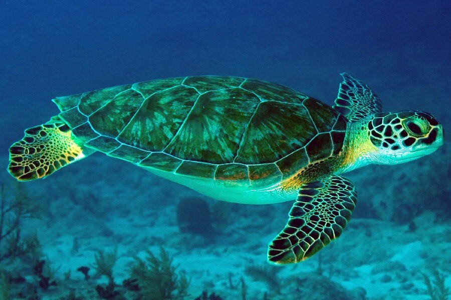 Rùa biển được liệt kê trong Sách Đỏ IUCN (Sách Đỏ IUCN hay gọi tắt là Sách Đỏ, tiếng Anh: IUCN Red List of Threatened Species hay IUCN Red List, là danh sách toàn diện nhất về tình trạng bảo tồn và đa dạng của các loài động vật và thực vật trên thế giới), về các loài bị đe dọa hoặc nguy cấp hay cực kỳ nguy cấp.