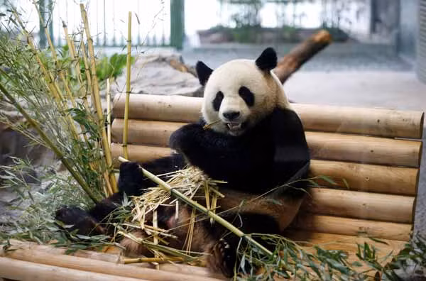 Theo các chuyên gia, loài gấu trúc Agriarctos nikolovi có thể đã phải đối mặt với những áp lực tiến hóa từ ăn thịt sang chế độ ăn chay vì răng của nó yếu hơn nhiều so với răng của gấu trúc hiện đại. Răng của chúng yếu tới mức không thể ăn tre trúc. Các nhà nghiên cứu nghi ngờ rằng, những con gấu trúc Agriarctos nikolovi cuối cùng có thể đã bị xóa sổ vì biến đổi khí hậu ảnh hưởng đến môi trường sống và chế độ ăn uống của chúng.