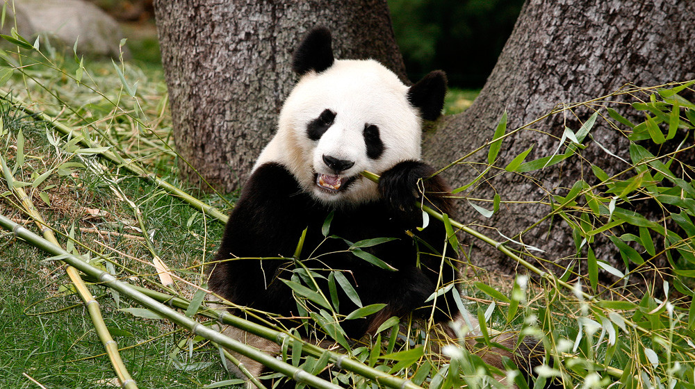 Theo nhà nghiên cứu Spassov, loài Agriarctos nikolovi có thể đặc biệt dễ bị tổn thương trước một sự kiện xảy ra cách đây khoảng 6 triệu năm là "khủng hoảng độ mặn Messinian". Khi ấy, Biển Địa Trung Hải gần như khô cạn hoàn toàn gây ảnh hưởng lớn đến các hệ sinh thái trên cạn. Các khu rừng đầm lầy của gấu trúc cổ đại có thể trở nên khô hơn và ấm hơn nhiều. Hậu quả là cây cối khó phát triển và có thể dẫn đến thảm kịch gấu trúc chết đói.