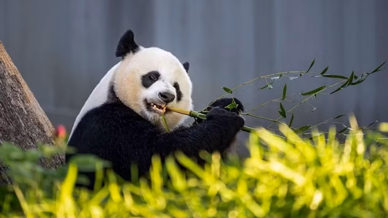 Hầu hết các loài gấu trúc châu Âu đều có răng nhỏ hơn gấu trúc khổng lồ hiện đại (Ailuropoda melanoleuca). Điều này có nghĩa là chúng có cơ thể nhỏ hơn những con gấu trúc ngày nay.