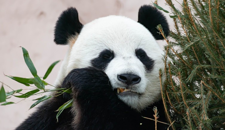 Hai chiếc răng gồm một chiếc răng nanh trên và một chiếc răng hàm trên được khai quật tại một địa điểm ở tây bắc Bulgaria vào cuối những năm 1970. Sau đó, chúng được lưu giữ tại Bảo tàng Lịch sử Tự nhiên Quốc gia Bulgaria ở Sofia.