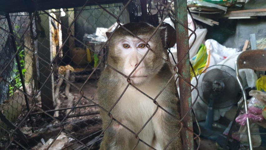 Vào ngày 21/8, anh Nguyễn Tiến Dũng (37 tuổi, ngụ xã Đông Thạnh, huyện Hóc Môn, TP.HCM) đã liên hệ, bàn giao cá thể khỉ đực nặng khoảng 10 kg cho Chi cục Kiểm lâm TP.HCM.