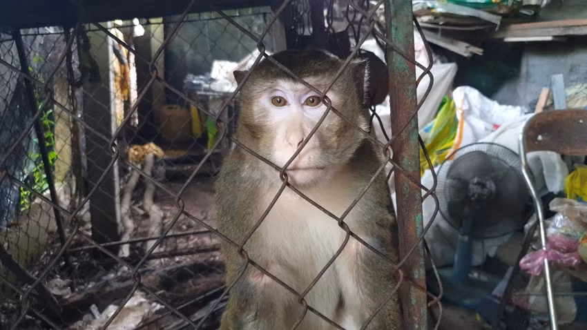 Vào ngày 21/8, anh Nguyễn Tiến Dũng (37 tuổi, ngụ xã Đông Thạnh, huyện Hóc Môn, TP.HCM) đã liên hệ, bàn giao cá thể khỉ đực nặng khoảng 10 kg cho Chi cục Kiểm lâm TP.HCM.